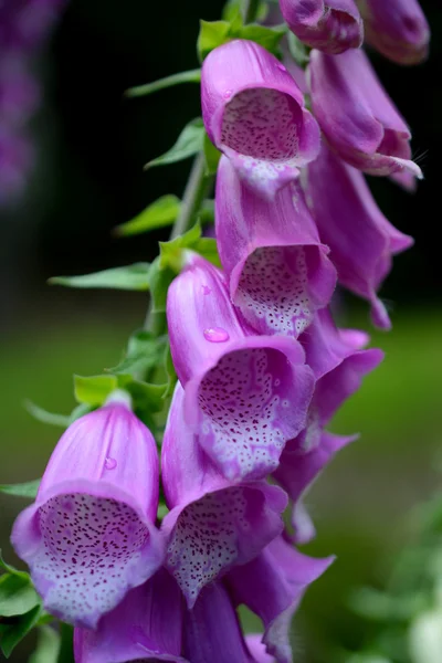 Violet Campanula fleurs . — Photo