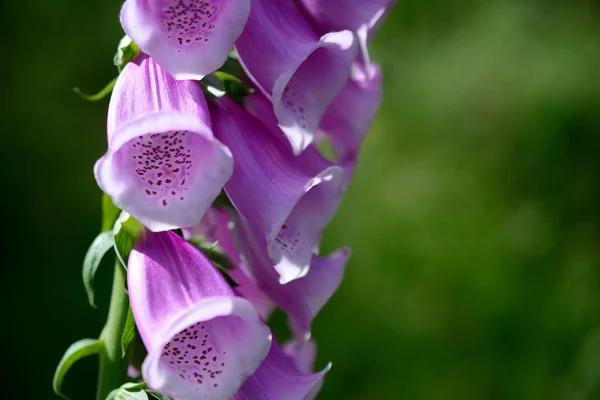 Violett campanula blommor. — Stockfoto