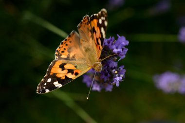 lavanta üzerinde Kelebek