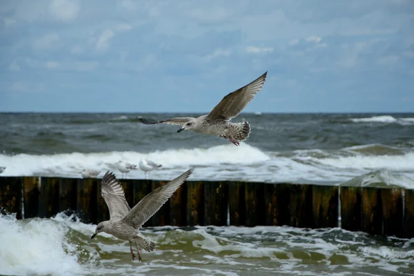 Seagulls flying over baltic sea — Stock Photo, Image