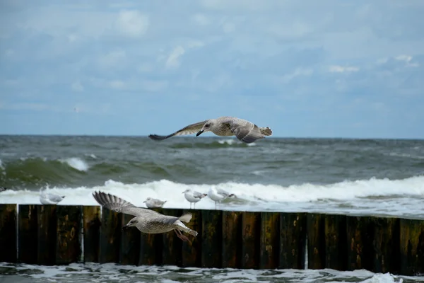 Seagulls flying over baltic sea — Stock Photo, Image