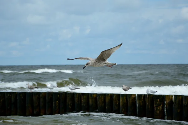 Seagull flying over baltic sea — Stock Photo, Image