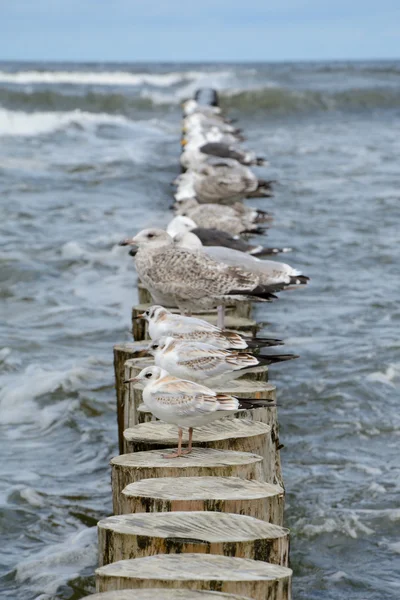 Seagulls on wooden palisade at baltic sea. — Stock Photo, Image