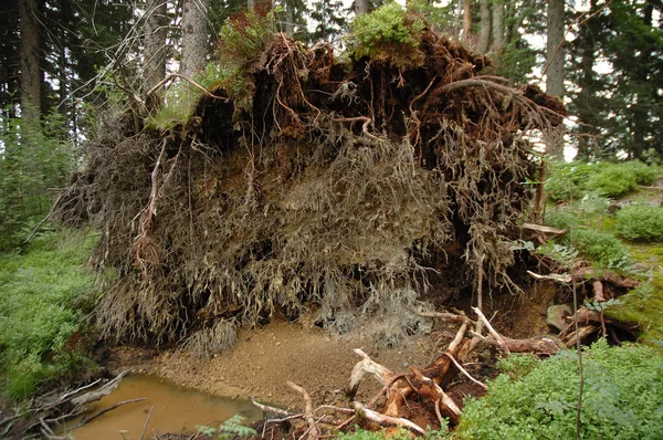 Korzenie drzewa spadł martwy — Zdjęcie stockowe