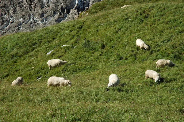 Овцы на лугу в Альпах в Швейцарии — стоковое фото