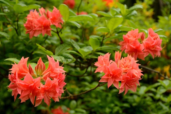 Azalea flowers — Stock Photo, Image