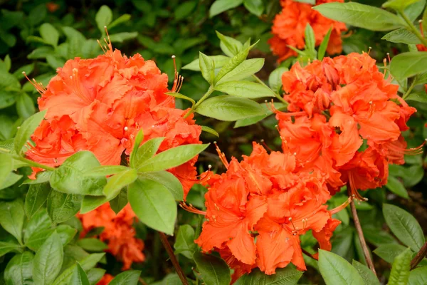 Rhododendron flowers — Stock Photo, Image