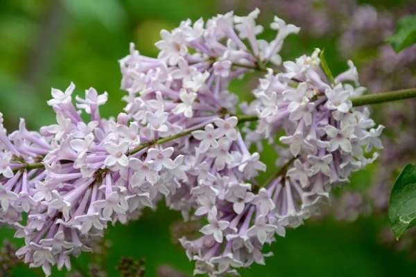 Lila blommor — Stockfoto