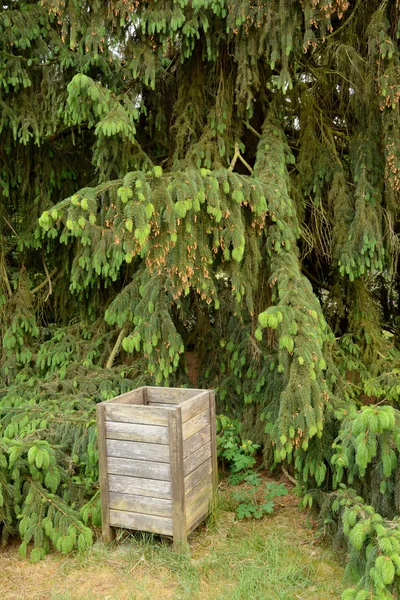 Old wooden dustbin at pine — Stock Photo, Image