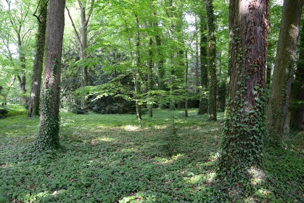 Árboles explotados en el bosque —  Fotos de Stock