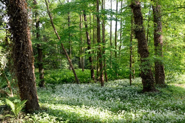 森林里的树木、蕨类植物和白花 — 图库照片