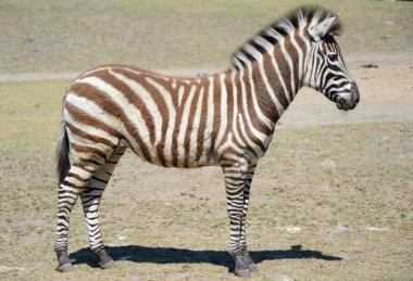 Zebra