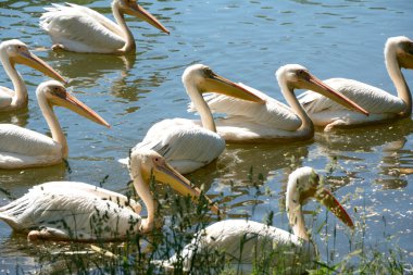 pembe pelikanlar.