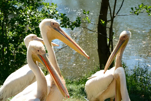 Pink pelicans. — Stock Photo, Image