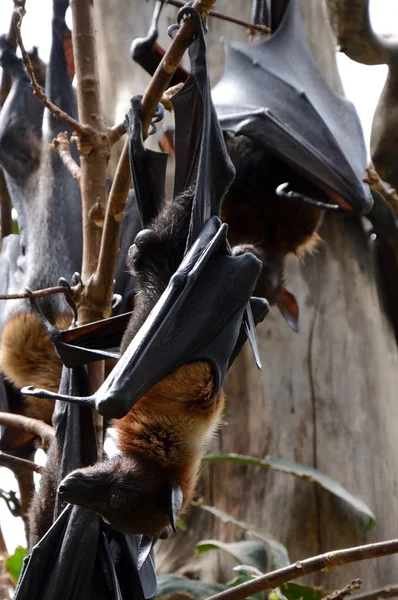 Schwarze Fledermaus — Stockfoto