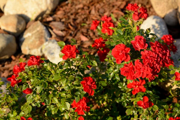 Küçük gül bahçesinde