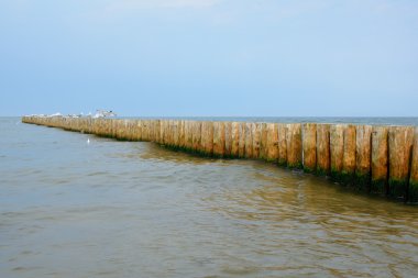 Ahşap groyne ve martılar.