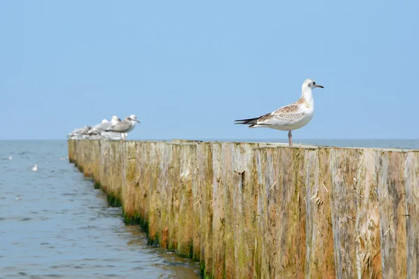 Wooden groyne and seagulls. — Stock Photo, Image