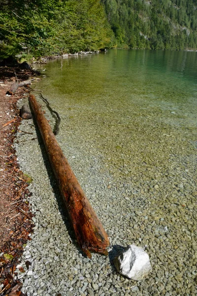 Tronc d'arbre flétri dans l'eau sur la rive du lac Koenigssee — Photo