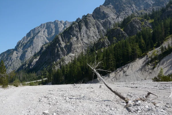 Withered tree on talus in Wimbachtal valley in Alps in Germany