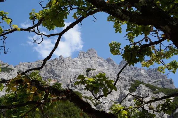 Blick durch Äste auf felsigen Alpengipfel — Stockfoto