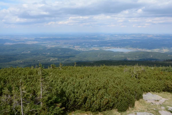 Pino de montaña enano y vista sobre el valle en las montañas de Karkonosze . —  Fotos de Stock