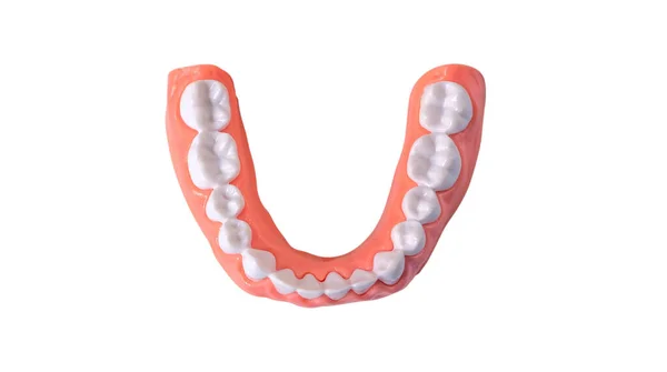 Plastic Human Teeth Model Placed White Background Isolated Clipping Path — Stock Photo, Image