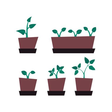 Yeşil filizli saksılarda fidanlar. vektör