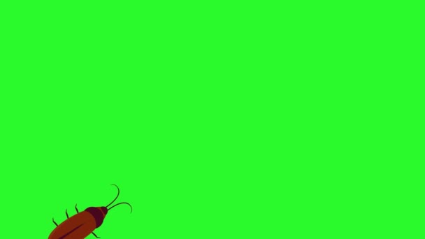 Sürünen bir hamamböceğinin animasyonu. kromakey — Stok video