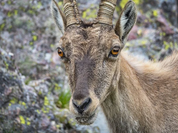 Ibex Rock Italian Alps — Stock Photo, Image