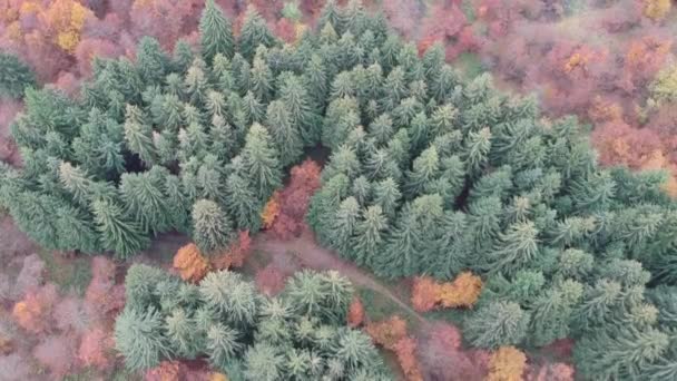 Vista Dall Alto Bosco Autunno — Video Stock