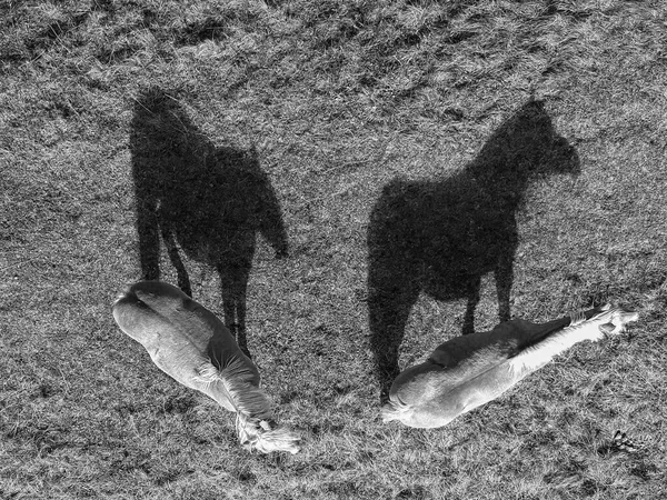 Luchtfoto Van Paarden Zwart Wit — Stockfoto