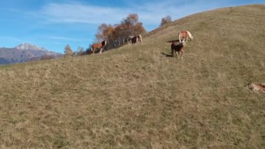 Bozkırda otlayan atlar.