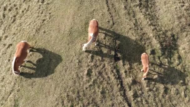 Kuda Yang Sedang Merumput Padang Rumput — Stok Video