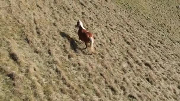 Grazende Paarden Een Prairie — Stockvideo