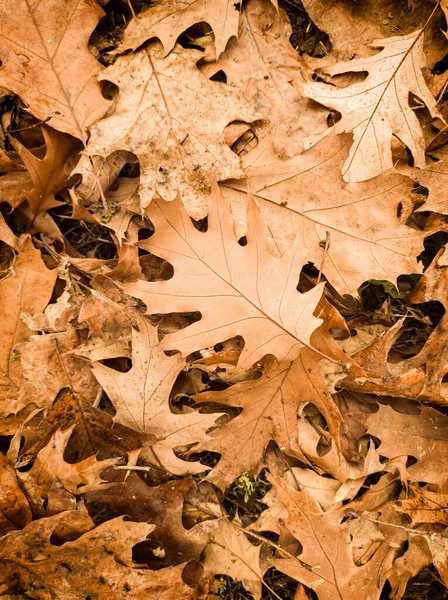 Жовте Листя Восени Землі — стокове фото