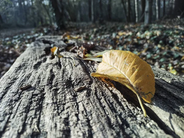 Žlutý List Podzim Zemi — Stock fotografie