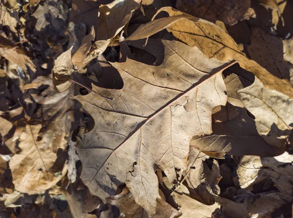 Сухе Листя Землі Восени — стокове фото