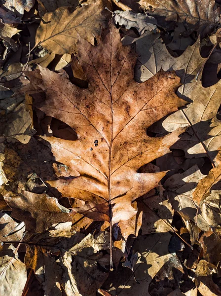 Foglie Secche Terra Autunno — Foto Stock