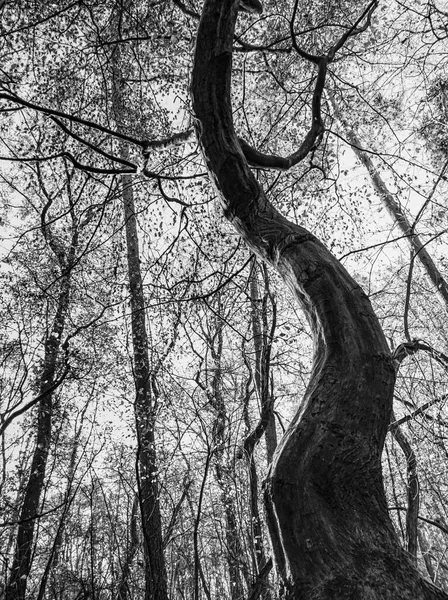 Ağaç gövdesi siyah beyaz