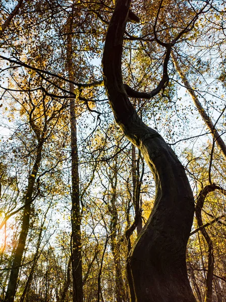 Forma Tronco Árvore Luz Manhã — Fotografia de Stock