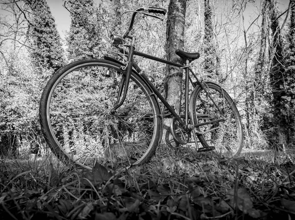 Bicicleta Encostada Uma Árvore Preto Branco — Fotografia de Stock