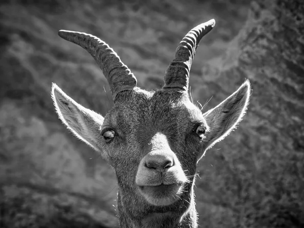 Close Rosto Ibex Preto Branco — Fotografia de Stock