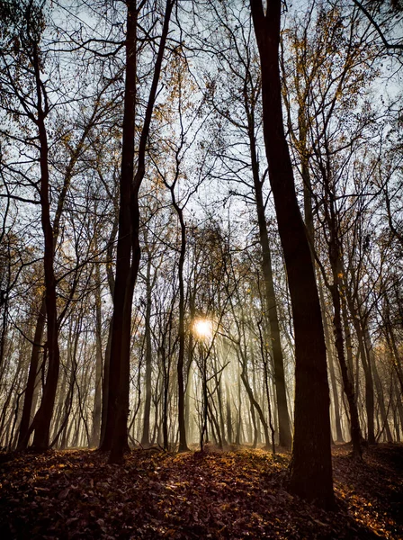 Morgenlicht Einem Wald Herbst — Stockfoto