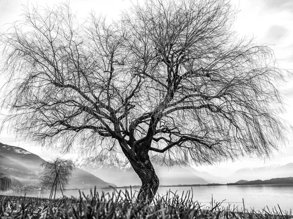 Willow tree in black and white on Lake Como