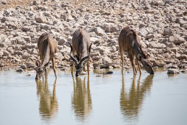 Antiloplar Namibya 'da su birikintisinde içiyorlar.