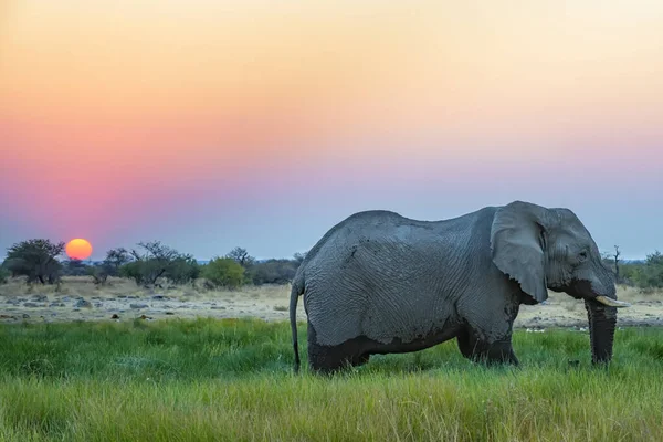 Слон Намибийском Этошском Национальном Парке Закате — стоковое фото