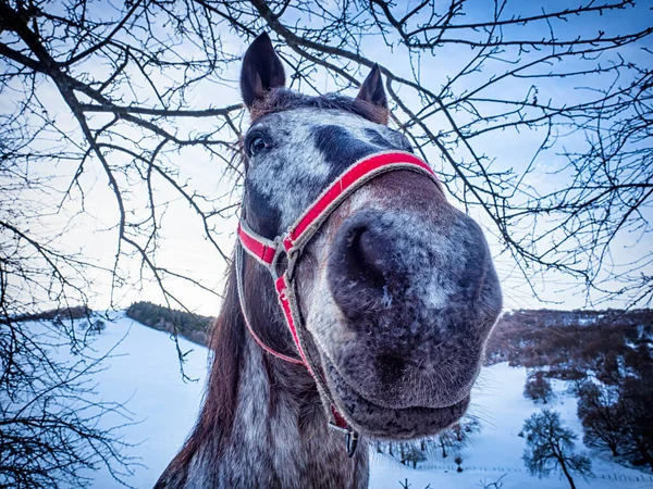 Cabeza Caballo Primer Plano Con Paisaje Invierno — Foto de Stock