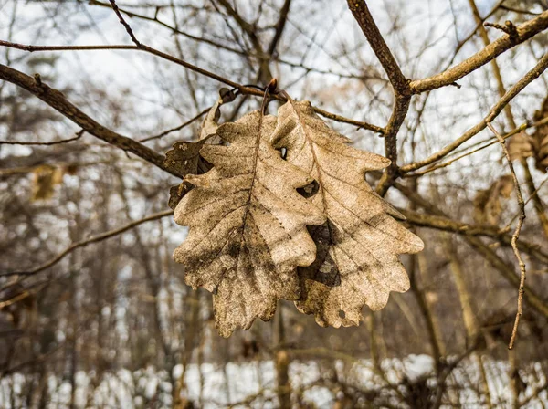 Foglia Morta Ramo Stagione Invernale — Foto Stock