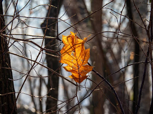 Mrtvý List Větvi Zimním Období — Stock fotografie